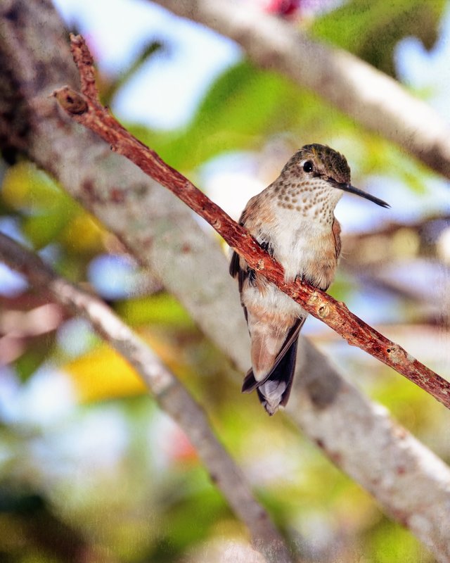 Sitting Pretty.jpg :: Hummingbird on Branch