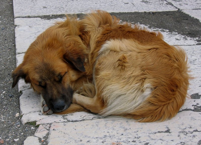 Sleeping Dog.jpg :: Taken in Pompeii, Italy