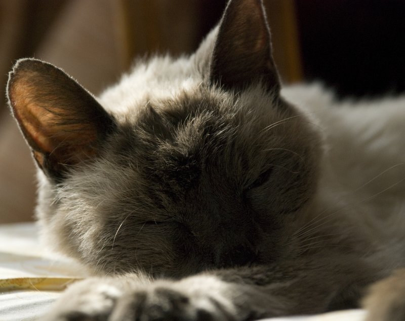 Sleeping Siamese.jpg :: Stock images are available for download at $3.00 each (plus .50 PayPal fee) and are transferred at full resolution and are Royalty and Copyright free and can be used in commercial work.