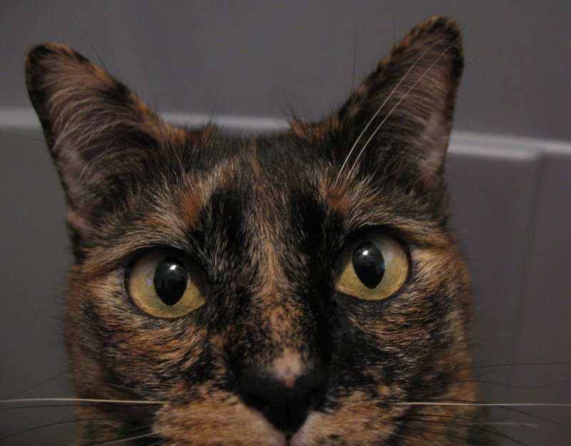 Sneaky Cat.jpg :: Cat playing peek a boo