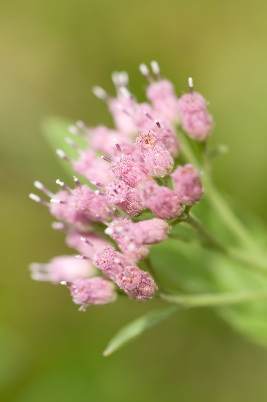 Soft Whispers.jpg :: ©2010 LKG Photography