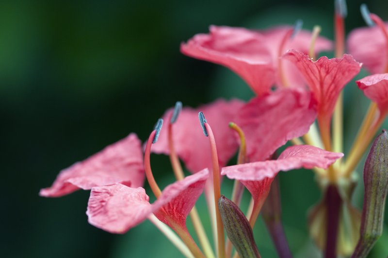 Softly Blow Petals Pink.jpg :: ©2012 LKG Photography