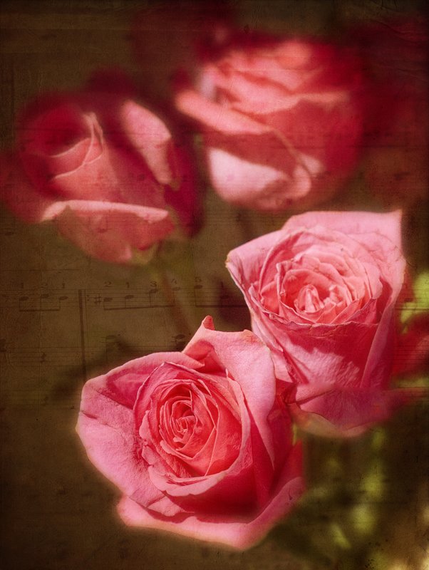 Song of the Rose.jpg :: ©2010 LKG Photography

