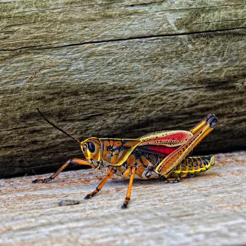 Southeastern Lubber Grasshopper.jpg :: ©2012 LKG Photography