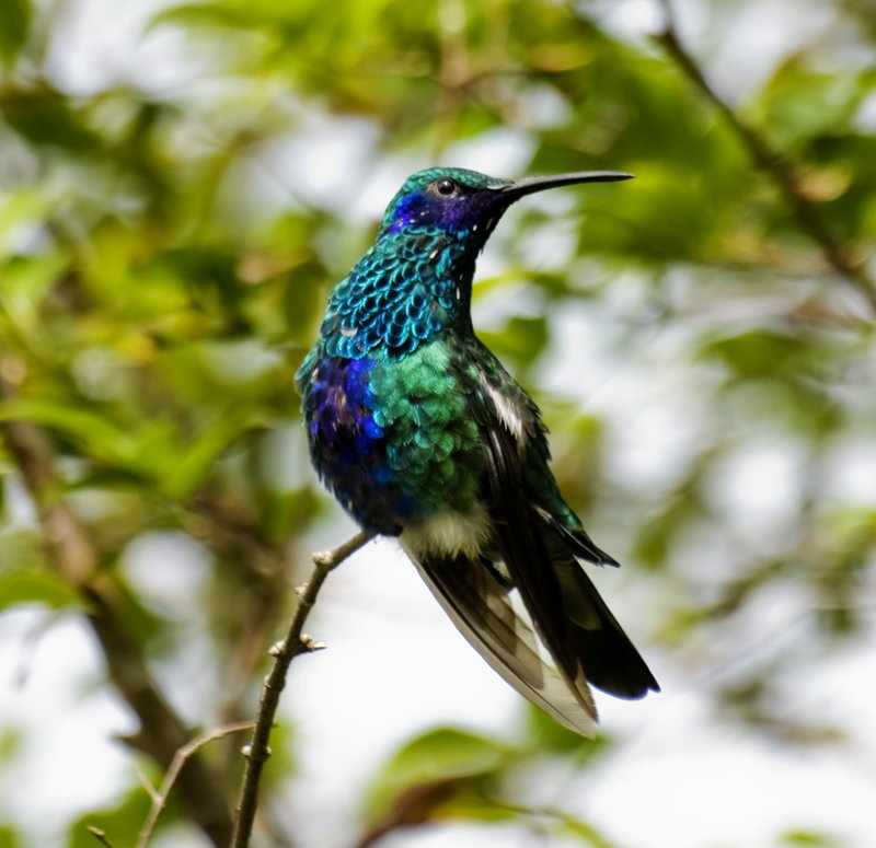 Sparkling Violet Ear Hummingbird.jpg :: Stock images are available for download at $3.00 each (plus .50 PayPal fee) and are transferred at full resolution and are Royalty and Copyright free and can be used in commercial work.