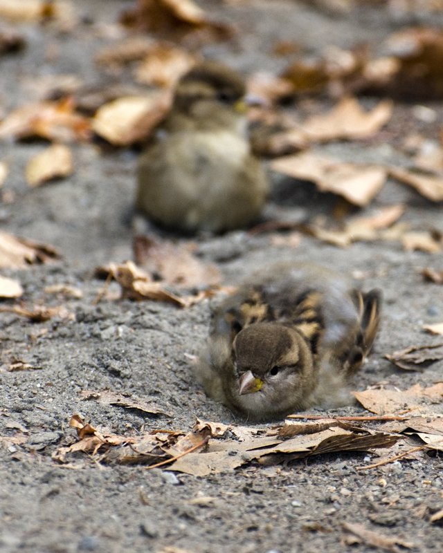 Sparrow Dust Bath 1.jpg :: ©2013 LKG Photography