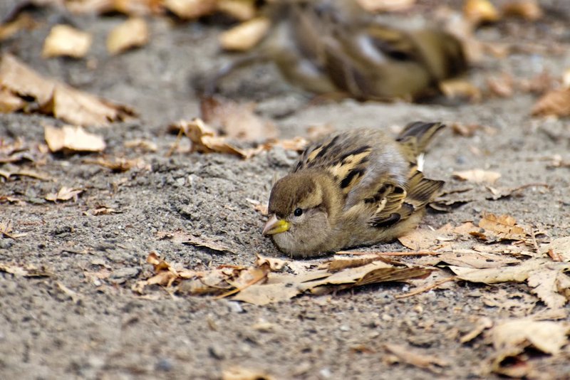 Sparrow Dust Bath 2.jpg :: ©2013 LKG Photography