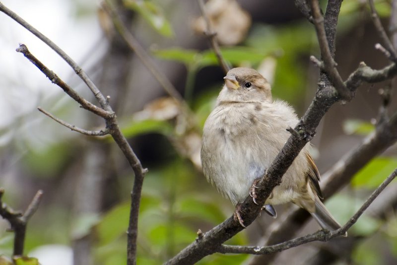 Sparrow Fledgling 2.jpg :: ©2013 LKG Photography