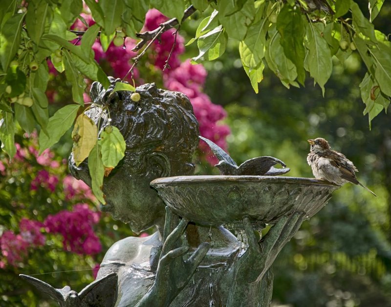Sparrow at Bath.jpg :: ©2013 LKG Photography