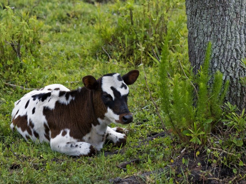 Spotted Calf.jpg :: Stock images are available for download at $3.00 each (plus .50 PayPal fee) and are transferred at full resolution and are Royalty and Copyright free and can be used in commercial work.