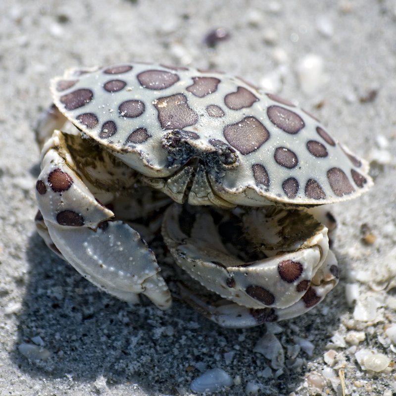 Spotted Crab.jpg :: ©2010 www.lkgphoto.com