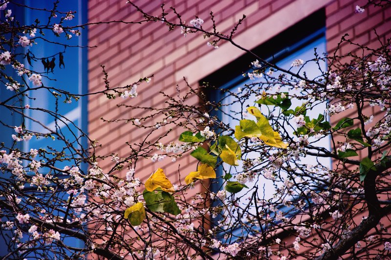 Spring Came To My Window.jpg :: ©2010 LKG Photography