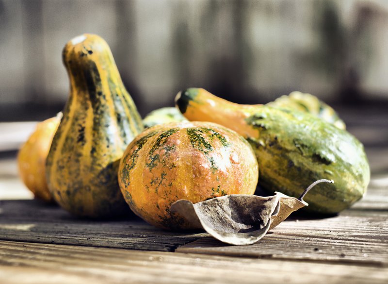 Squash.jpg :: Stock images are available for download at $3.00 each (plus .50 PayPal fee) and are transferred at full resolution and are Royalty and Copyright free and can be used in commercial work.