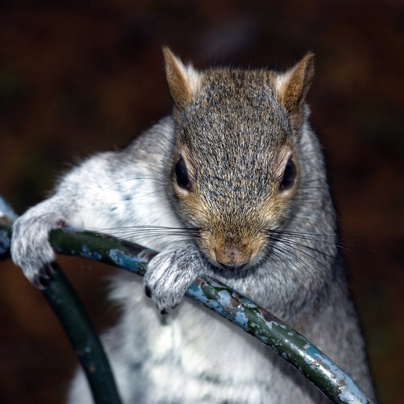 Squirrel 2.jpg :: Who climbed up the back of my friend Jackie!

©2010 www.lkgphoto.com