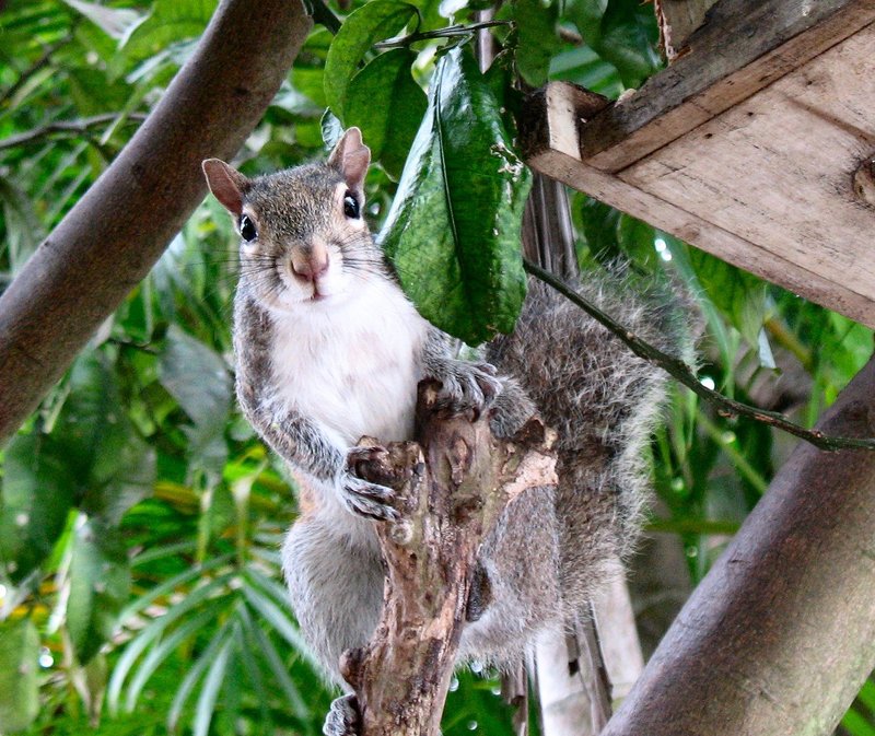 Squirrel in Tree.jpg :: Cute squirrel in a tree next to a bird feeder.