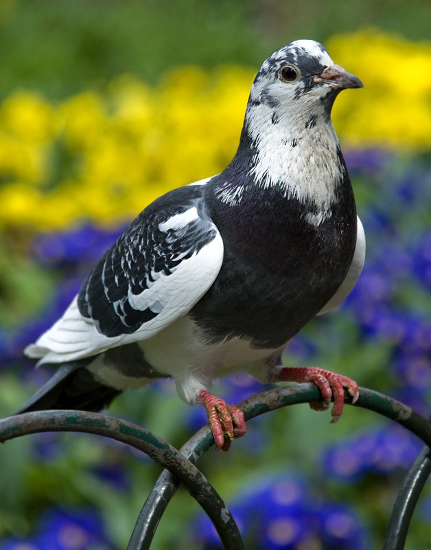 St James Park Pigeon.jpg :: A beautiful Pigeon with a Springtime background sits on the fencing in St. James Park, London.  © 2012 LKG Photography