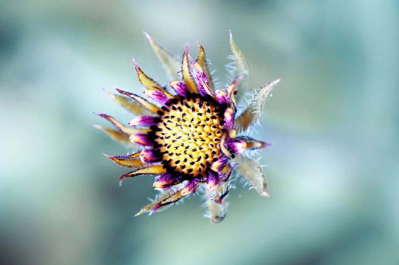 Standing Alone.jpg :: Isolation of a Flower