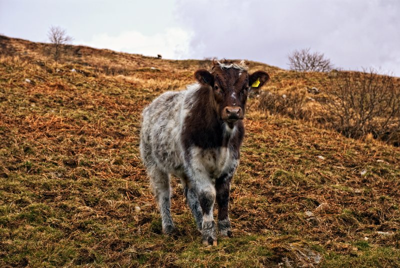 Standing Cow.jpg :: ©2010 LKG Photography