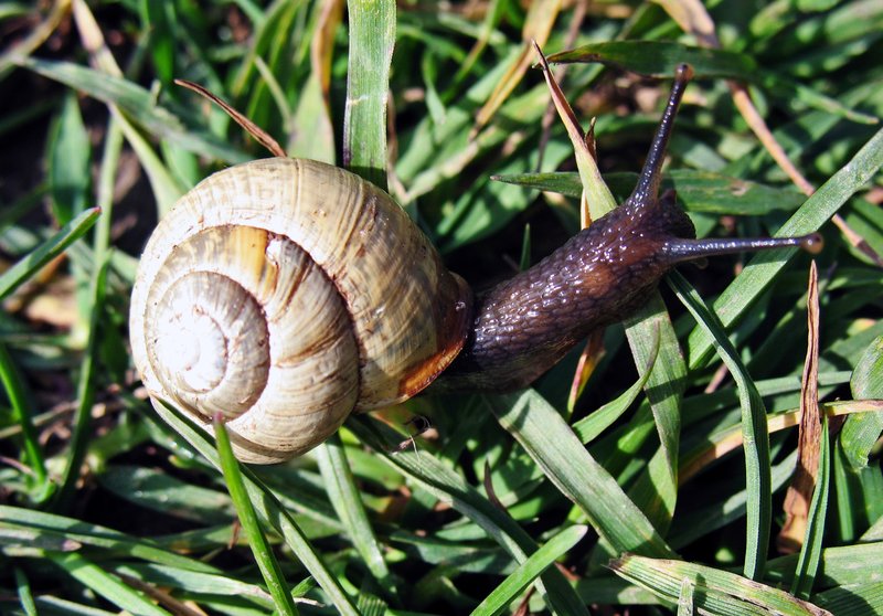 Sunny Snail.jpg :: Snail closeup