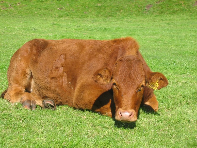 Sweet Cow.jpg :: Cow resting in field