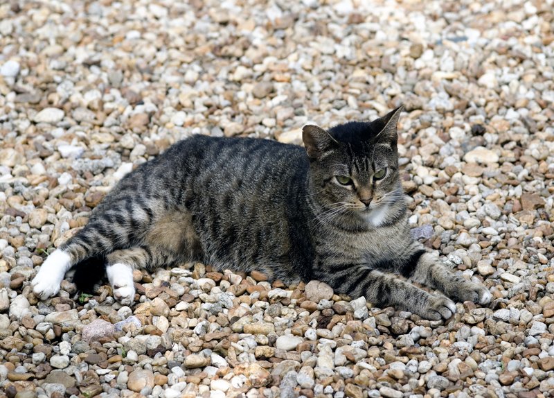 Tabby Cat.jpg :: Stock images are available for download at $3.00 each (plus .50 PayPal fee) and are transferred at full resolution and are Royalty and Copyright free and can be used in commercial work.