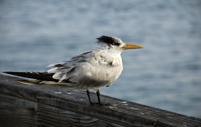 Tern on Boardwalk.jpg :: Stock images are available for download at $3.00 each (plus .50 PayPal fee) and are transferred at full resolution and are Royalty and Copyright free and can be used in commercial work.