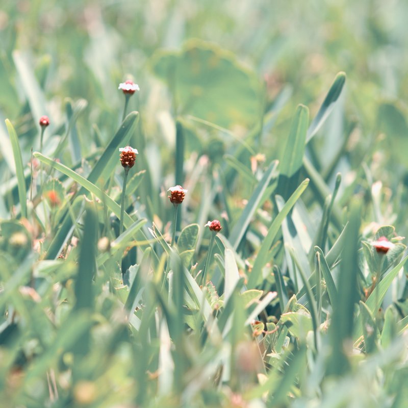 The Grasshoppers Perspective.jpg :: ©2010 LKG Photography