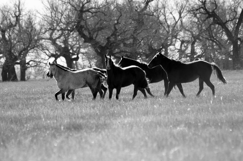 The Herd.jpg :: ©2011 LKG Photography