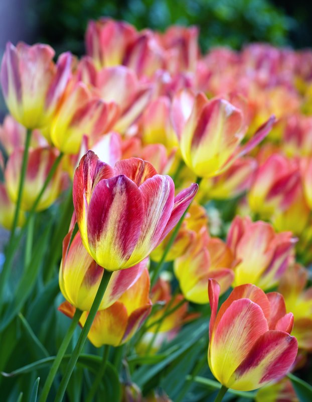 The Last Hurrah of Spring.jpg