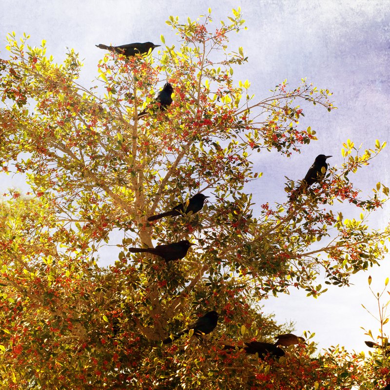 The Posse.jpg :: A gathering of Grackles.