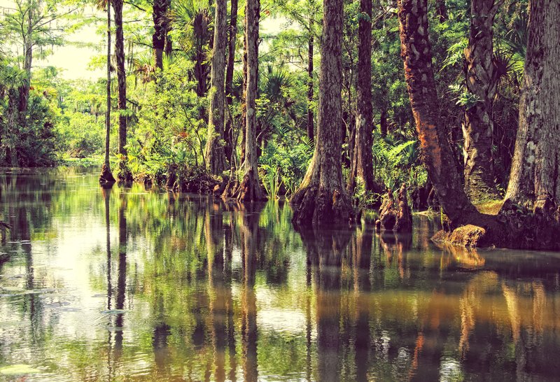 The River of Grass.jpg :: The miracle of light pours over the green and brown expanse of saw grass and of water, shining and slowly moving, the grass and water that is the meaning and the central fact of the Everglades. It is a river of grass. Marjory Stoneman Douglas