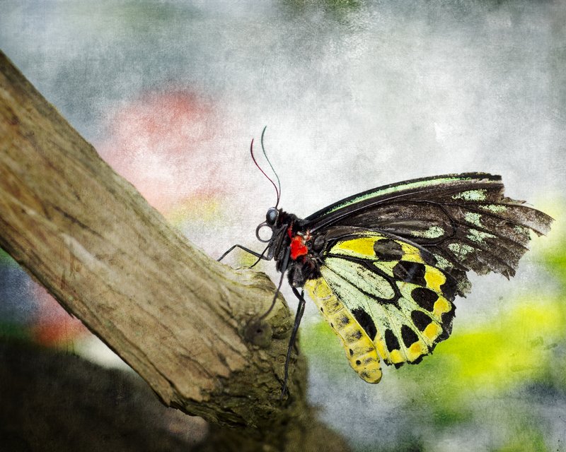 The Stillness of a Butterfly.jpg :: ©2012 LKG Photography