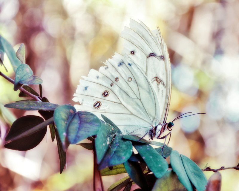 The Whispering Of Dreams.jpg :: White Morpho in pastel goodness.