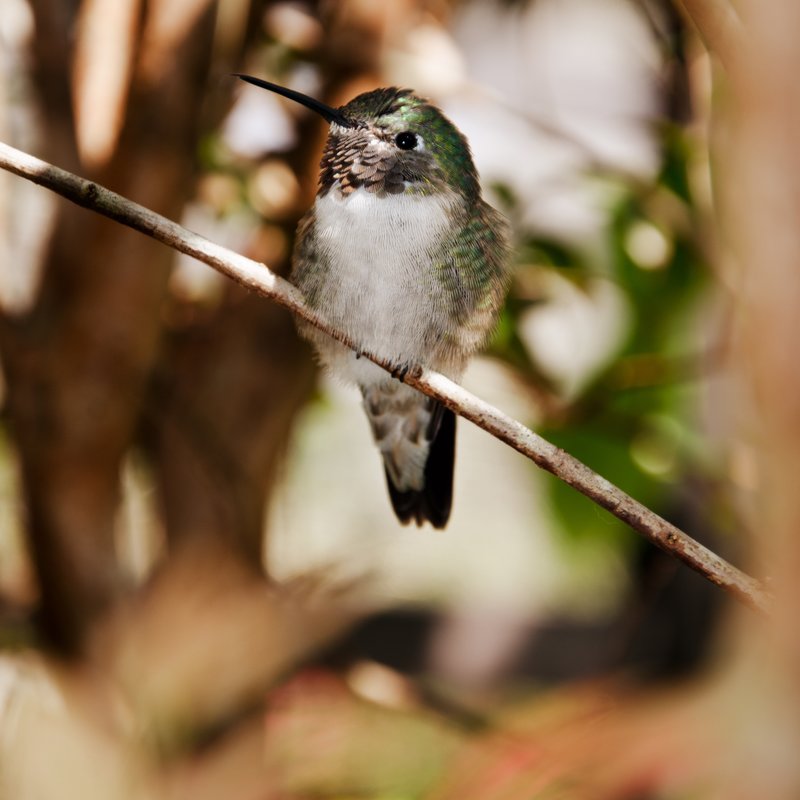 Tiny Hummingbird.jpg :: A hummingbird in dappled light