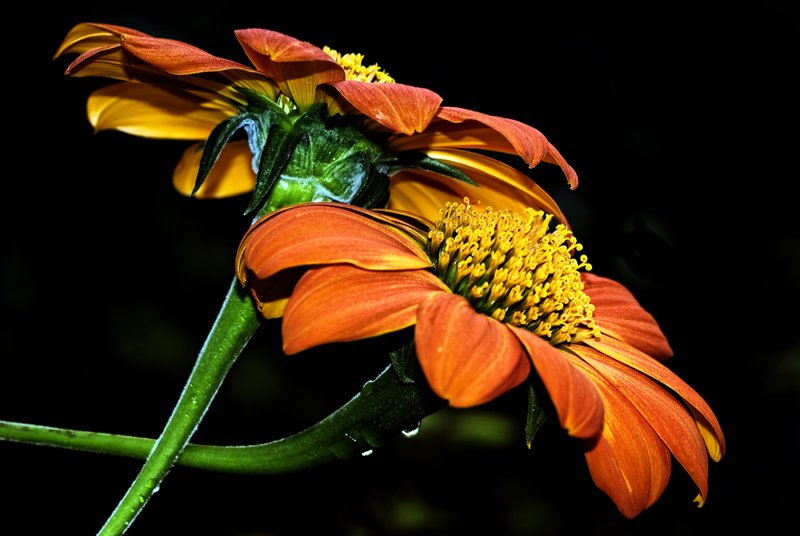 Togetherness.jpg :: The beauty of two.
