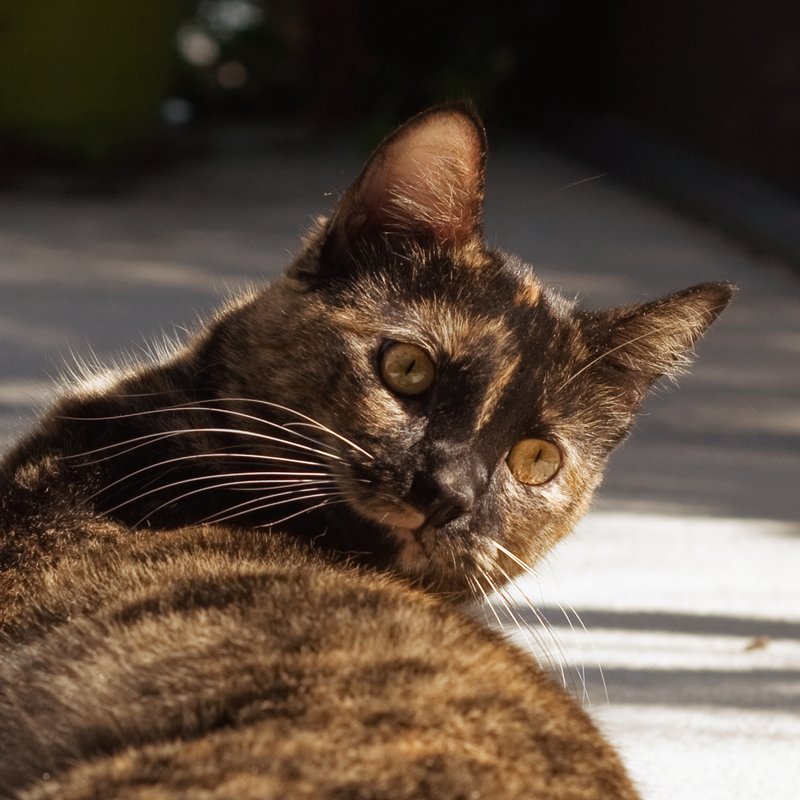 Torti Cat.jpg