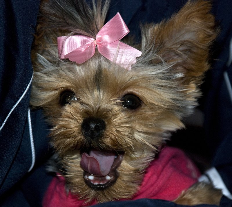 Toy Yorkie.jpg :: Stock images are available for download at $3.00 each (plus .50 PayPal fee) and are transferred at full resolution and are Royalty and Copyright free and can be used in commercial work.