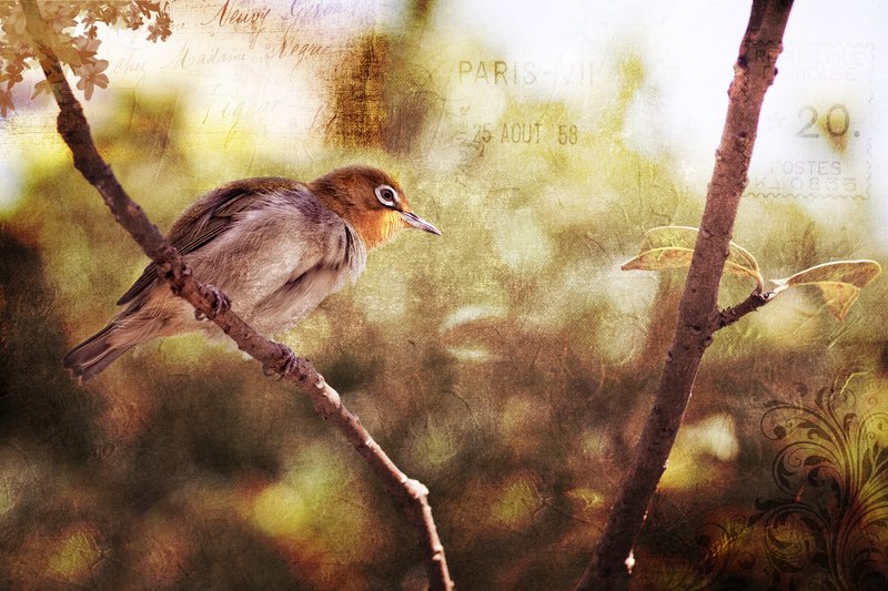 Translation of a Poets Thought.jpg :: ©2012 LKG Photography