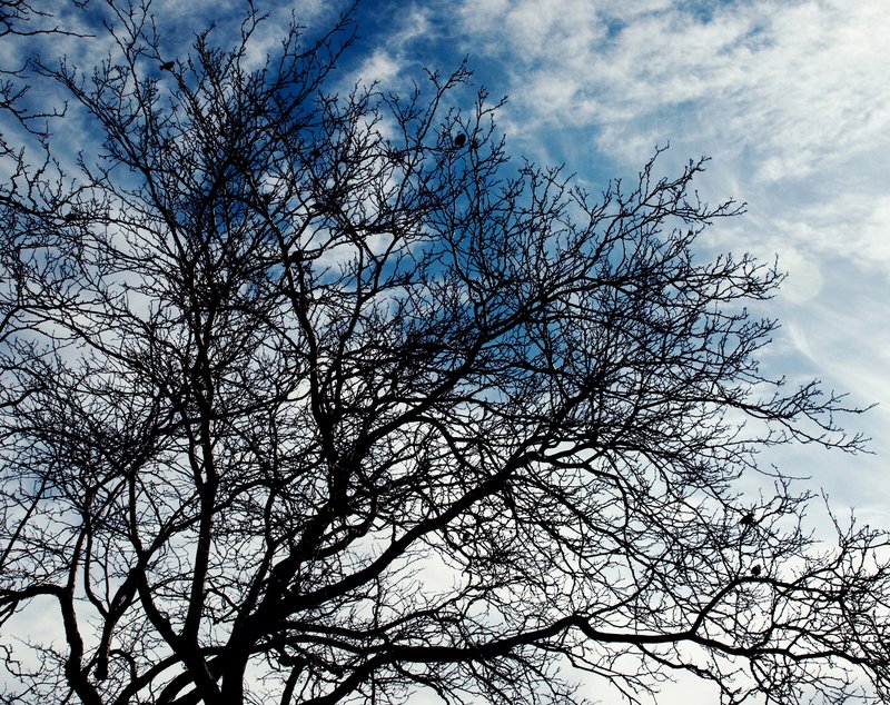 Tree Branches 2.jpg :: Stock images are available for download at $3.00 each (plus .50 PayPal fee) and are transferred at full resolution and are Royalty and Copyright free and can be used in commercial work.
