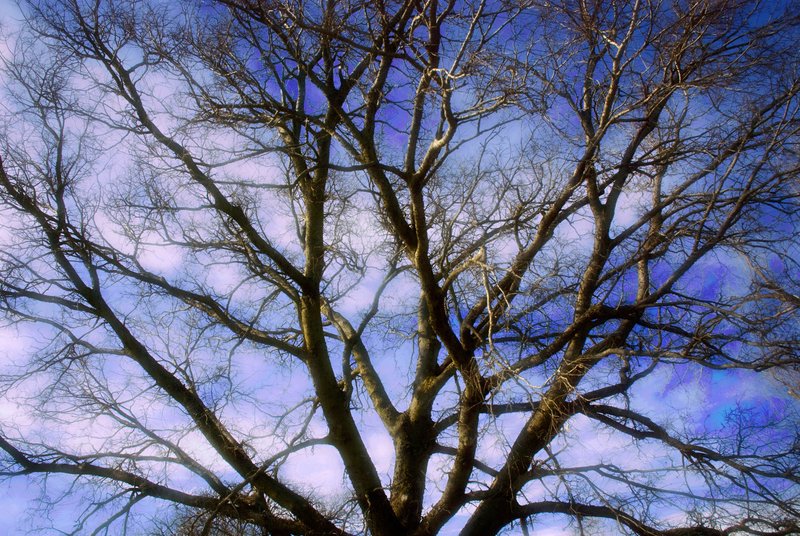 Tree Branches.jpg :: Stock images are available for download at $3.00 each (plus .50 PayPal fee) and are transferred at full resolution and are Royalty and Copyright free and can be used in commercial work.