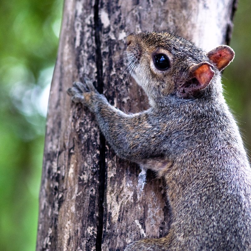 Tree Hugging Squirrel.jpg :: ©2010 LKG Photography