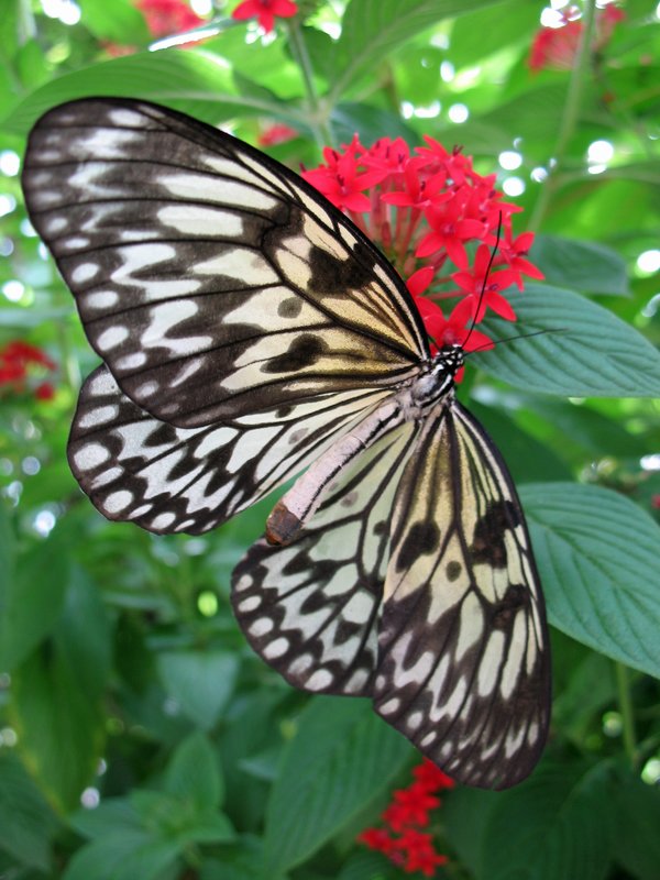 Tree Nymph Butterfly.jpg :: Stock images are available for download at $3.00 each (plus .50 PayPal fee) and are transferred at full resolution and are Royalty and Copyright free and can be used in commercial work.