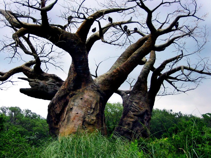 Tree with Vultures.jpg :: Crazy tree with vultures