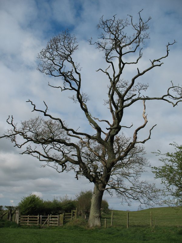 Tree.jpg :: Bare tree