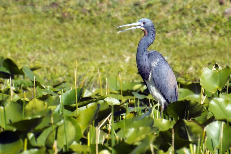 Tricolored Heron.jpg :: ©2013 LKG Photography