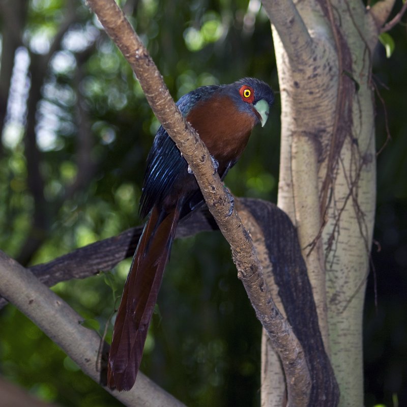 Tropical Bird Perched.jpg :: Stock images are available for download at $3.00 each (plus .50 PayPal fee) and are transferred at full resolution and are Royalty and Copyright free and can be used in commercial work.