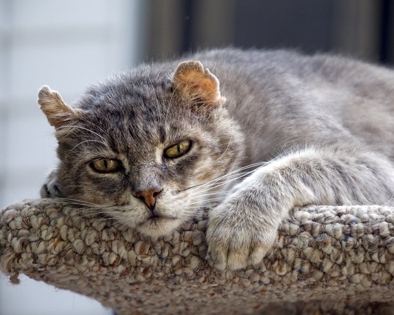Tuckered Out Tom Cat.jpg