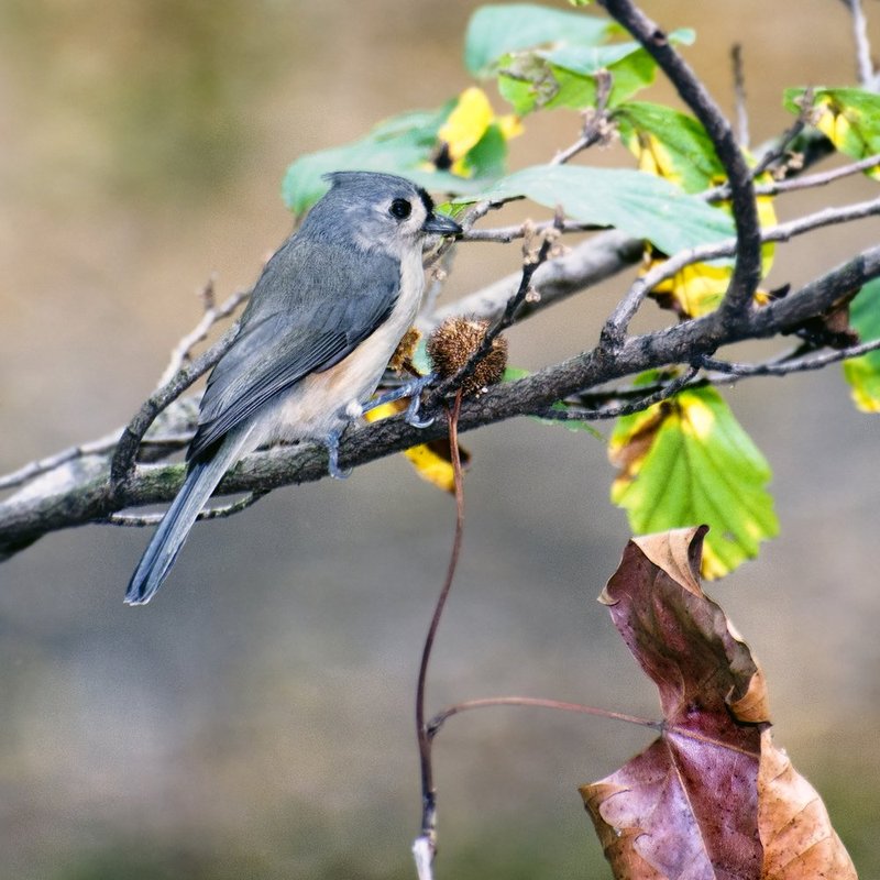 Tufted Titmouse.jpg :: ©2012 LKG Photography
