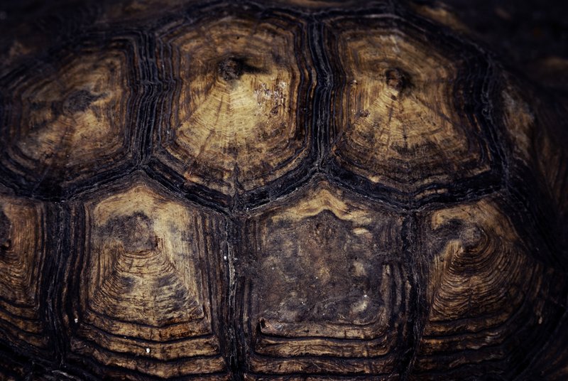 Turtle Shell Texture.jpg :: Stock images are available for download at $3.00 each (plus .50 PayPal fee) and are transferred at full resolution and are Royalty and Copyright free and can be used in commercial work.