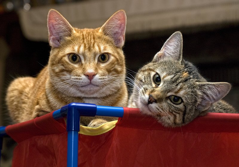 Two Cats Are Better Than One.jpg :: This image is available as stock at www.lkgphoto.com

@2009 www.lkgphoto.com